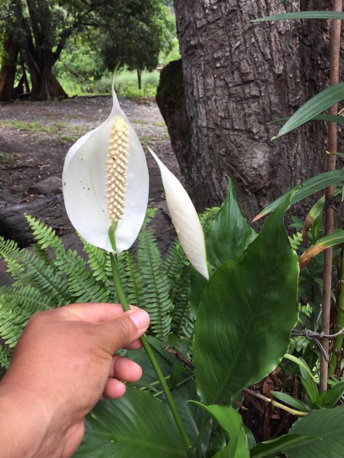 El Mangal Pansiyon Maranura Dış mekan fotoğraf